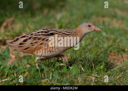 Kwartelkoning lopend in gras; Re di Quaglie camminando in gras Foto Stock