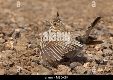 Kuifleeuwerik zingend en baltsend; Comune Crested Lark cantando e visualizzazione Foto Stock