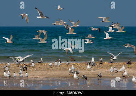 Kuifstern, Swift Tern, Sterna bergii Foto Stock