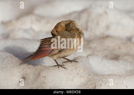 Mannetje Rode Bergvink zittend in de sneeuw, Maschio Asian Crimson-winged Finch arroccato nella neve Foto Stock
