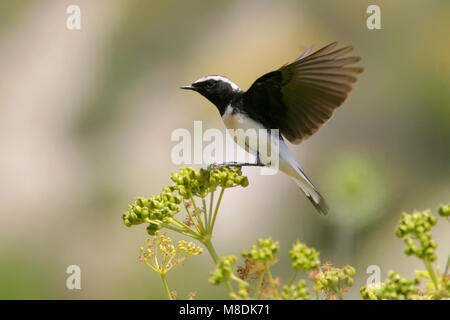 Mannetje Cyprustapuit; maschio Cipro culbianco Foto Stock