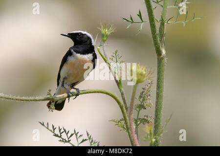 Mannetje Cyprustapuit; maschio Cipro culbianco Foto Stock