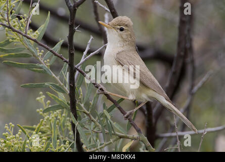 Oostelijke Vale Spotvogel op een takje; Eastern Olivaceous Trillo appollaiato su un ramoscello Foto Stock