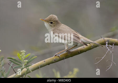 Oostelijke Vale Spotvogel op een takje; Eastern Olivaceous Trillo appollaiato su un ramoscello Foto Stock