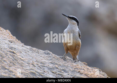 Grote Rotsklever zittend op marcisce; Rock-Nuthatch orientale appollaiato sulla roccia Foto Stock