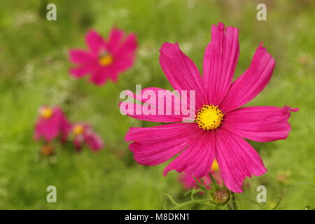 Cosmos bipinnatus 'Dazzler' in un giardino cottage schema impianto, tarda estate, REGNO UNITO Foto Stock