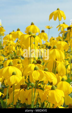 Rudbeckia laciniata 'Herbstsonne' coneflower, in fiore in un tardo giardino estivo di frontiera, UK. AGM. Foto Stock