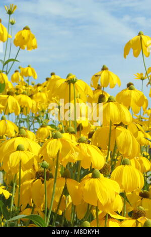 Rudbeckia laciniata 'Herbstsonne' coneflower, in fiore in un tardo giardino estivo di frontiera, UK. AGM. Foto Stock