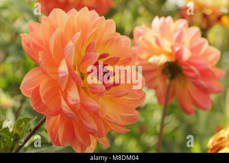 Dahlia 'Pam Howden', una ninfea dalia, in fiore nella tarda estate del confine di un giardino inglese, REGNO UNITO Foto Stock