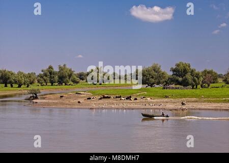 SCENA RURALE CON BATTELLO FLUVIALE A VALLE DI TULCEA SUL DELTA DEL DANUBIO Foto Stock