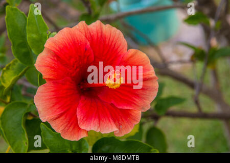Una foto vicina di un ibisco rosa-sinensis, il fiore nazionale della Malesia. Foto Stock