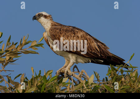 Visarend zittned in struik; Osprey arroccato nella parte superiore della boccola Foto Stock