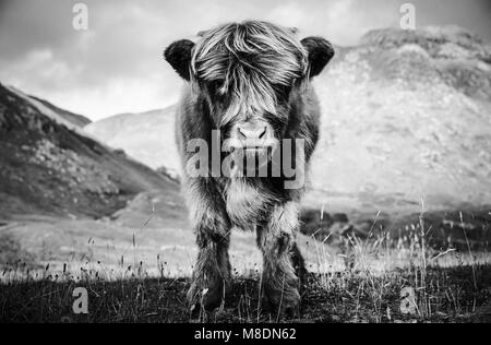 Ritratto di highland mucca vitello in paesaggio rurale, B&W Foto Stock