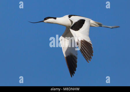 In Kluut de vlucht; Pied Avocet in volo Foto Stock