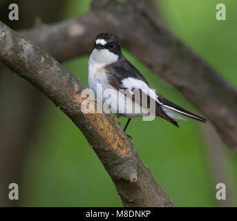 Mannetje Bonte Vliegenvanger; Pied Flycatcher maschio Foto Stock