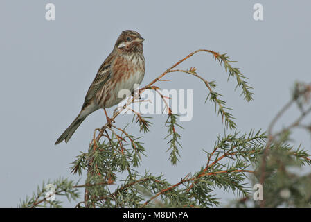 Pine Bunting adulto appollaiato; Witkopgors volwassen zittend Foto Stock