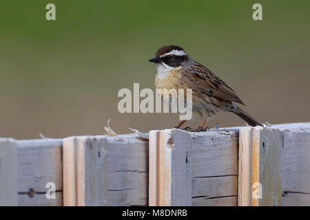 Volwassen Steenheggenmus; adulti della Radde Accentor Foto Stock