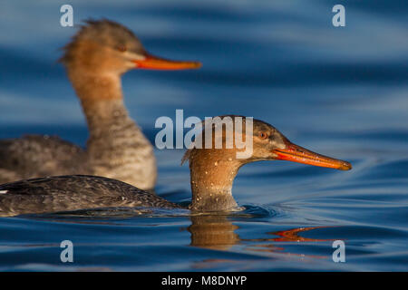 Twee vrouwtjes Middelste Zaagbek, due femmina rosso-breasted Mergansers Foto Stock