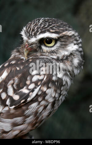Civetta Athene noctua Foto Stock