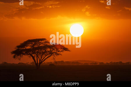 Tramonto su una solitaria acacia in Amboseli National Park Amboseli, Rift Valley Kenya Foto Stock