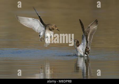 In Kemphanen vlucht; Ruffs in volo Foto Stock