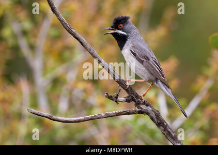 Rüppells Trillo maschio cantare; Rüppells Grasmus uomo zingend Foto Stock