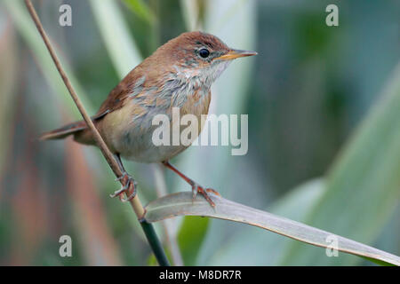 Snor; Savi di trillo; Locustella luscinioides Foto Stock