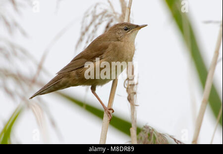 Snor; Savi di trillo; Locustella luscinioides Foto Stock