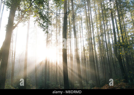 La luce del sole che splende attraverso gli alberi in foresta, Bainbridge, Washington, Stati Uniti d'America Foto Stock