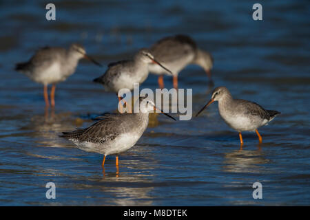 Immagine di uccelli da Daniele Occhiato Foto Stock