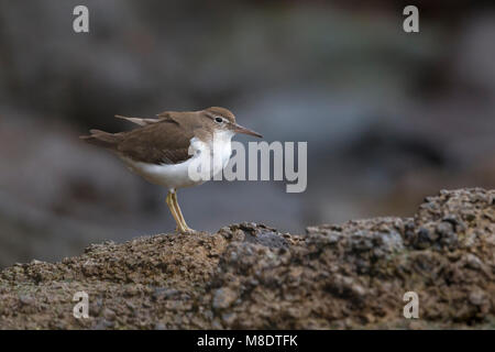 Immagine di uccelli da Daniele Occhiato Foto Stock