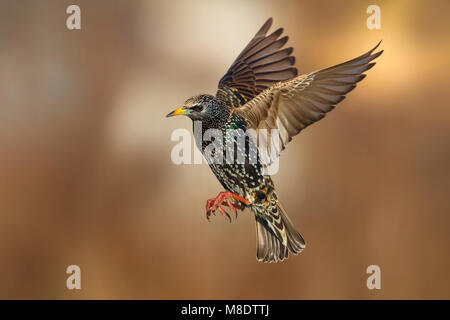 In Spreeuw vlucht; Comune Starling in volo Foto Stock