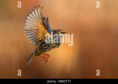 In Spreeuw vlucht; Comune Starling in volo Foto Stock