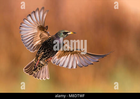 In Spreeuw vlucht; Comune Starling in volo Foto Stock