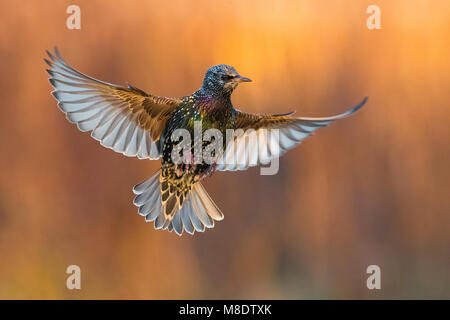 In Spreeuw vlucht; Comune Starling in volo Foto Stock