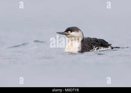 Volwassen Roodkeelduiker in winterkleed; adulto inverno rosso-throated Diver Foto Stock