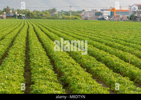 La piantagione di arachidi, filari di piante di arachidi, Xincheng Township, Hualien County, Taiwan Foto Stock