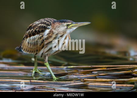 Juveniele Woudaap; capretti Tarabusino Foto Stock