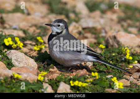 Witte Kwikstaart; bianco Wagtail; Motacilla alba Foto Stock