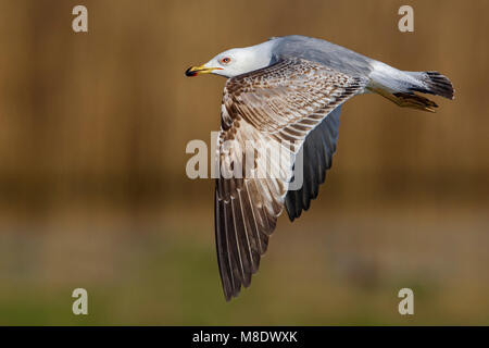 Geelpootmeeuw; giallo-gambe Gabbiano Foto Stock