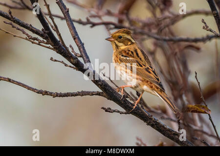 Eerste inverno Bosgors; primo inverno rustico Bunting Foto Stock