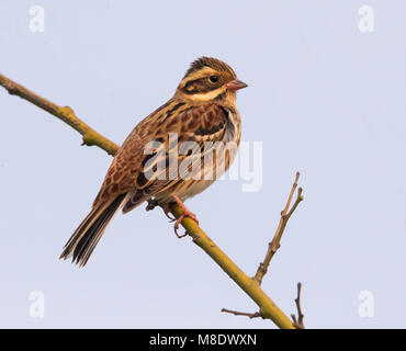 Eerste inverno Bosgors; primo inverno rustico Bunting Foto Stock