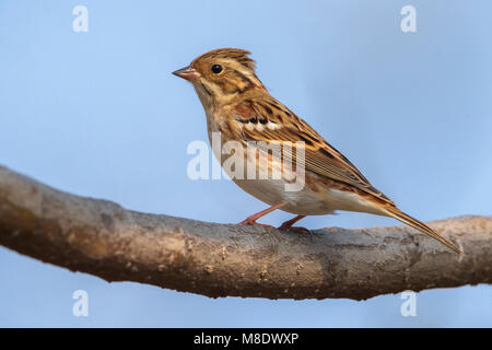 Eerste inverno Bosgors; primo inverno rustico Bunting Foto Stock