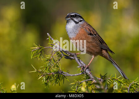 Mannetje Volwassen Grijze Gors; maschio adulto Rock Bunting Foto Stock