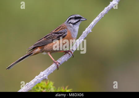 Mannetje Volwassen Grijze Gors; maschio adulto Rock Bunting Foto Stock