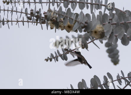 La mattina presto Berylline Hummingbird (Amazilia beryllina) Foto Stock