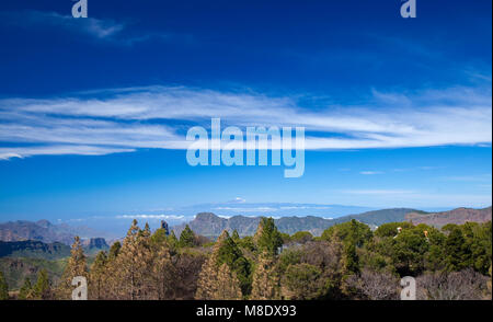 Gran Canaria, marzo 2018, vista su alberi di pino bruciato in wildfire al Teide Tenerife Foto Stock