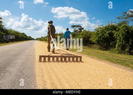 Cienfuegos, Cuba - 7 Dicembre 2017: cubano Solleva coltivatore di riso per asciugarla sulla strada Foto Stock