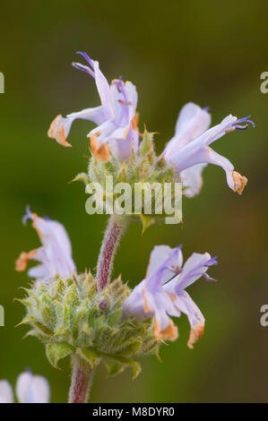 Nero salvia (Salvia mellifera), Torrey Pines State Reserve, California Foto Stock