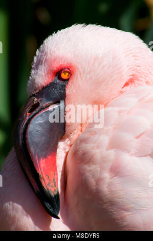 Fenicottero maggiore (Phoenicopterus roseus), San Diego Wild Animal Park, California Foto Stock